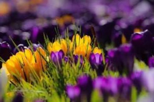 Вісім кілометрів тюльпанів і 44 тисячі дерев: Під Києвом відкриють новий парк