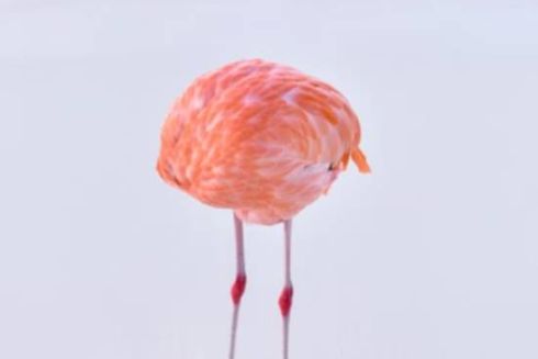 Справжнє фото перемогло на конкурсі для зображень, створених за допомогою ШІ