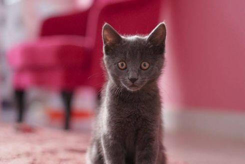 На Воздвиженке открылся коворкинг с котами