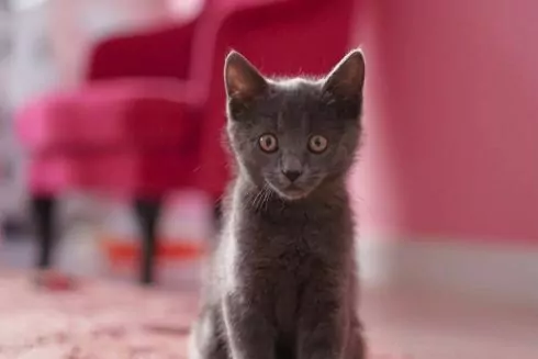 На Воздвиженке открылся коворкинг с котами