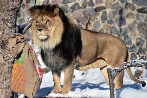 Європейські партнери передали київському зоопарку 22 тонни кормів для тварин