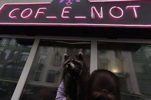 В районе Жулян открылась кофейня CoF_E_Not с живым енотом