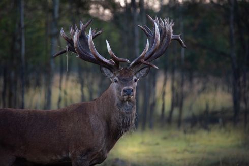 На Київщині застрелили Руні &mdash; оленя із найбільшими в Україні рогами