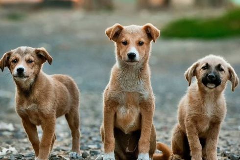 У Києві побудують Центр захисту тварин: у ньому буде «готель» для котів і собак