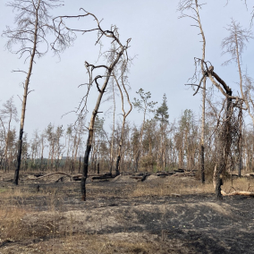 Пошкоджений вогнем Журавлівський ліс у Харкові почали відновлювати: чому там садять дуби заміть сосен