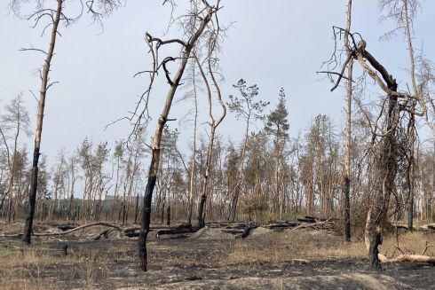 Пошкоджений вогнем Журавлівський ліс у Харкові почали відновлювати: чому там садять дуби заміть сосен