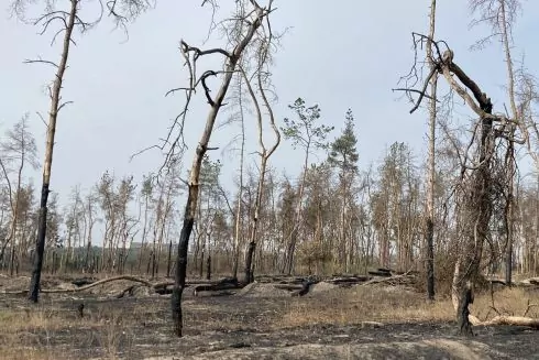 Пошкоджений вогнем Журавлівський ліс у Харкові почали відновлювати: чому там садять дуби заміть сосен