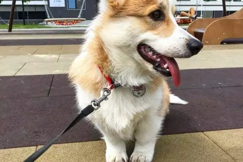 Киев глазами корги: в КГГА сняли забавный гид по столице