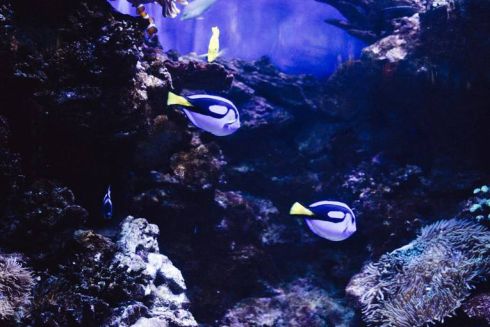 У столичному зоопарку з'явиться океанаріум