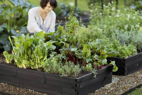 На ВДНХ откроется хаб городского садоводства