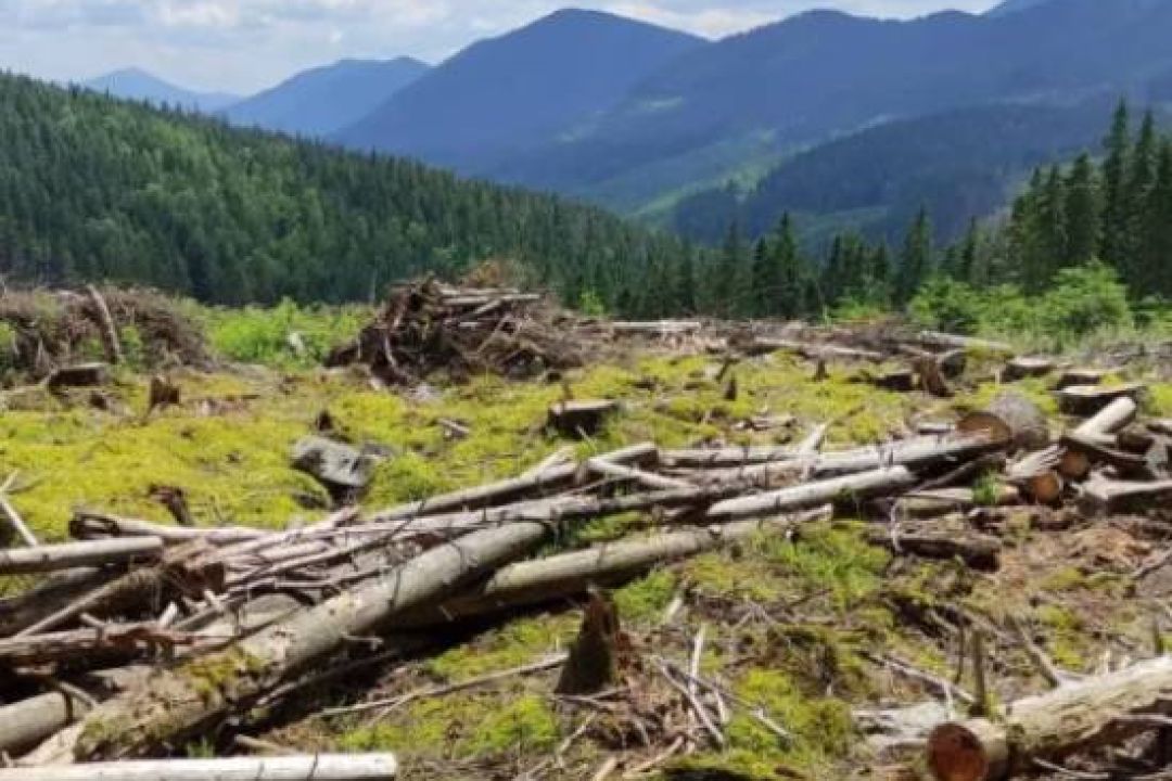 В українських Карпатах за 20 років вирубали майже 10% усього лісового покрову
