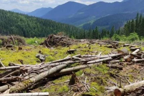 В українських Карпатах за 20 років вирубали майже 10% усього лісового покрову