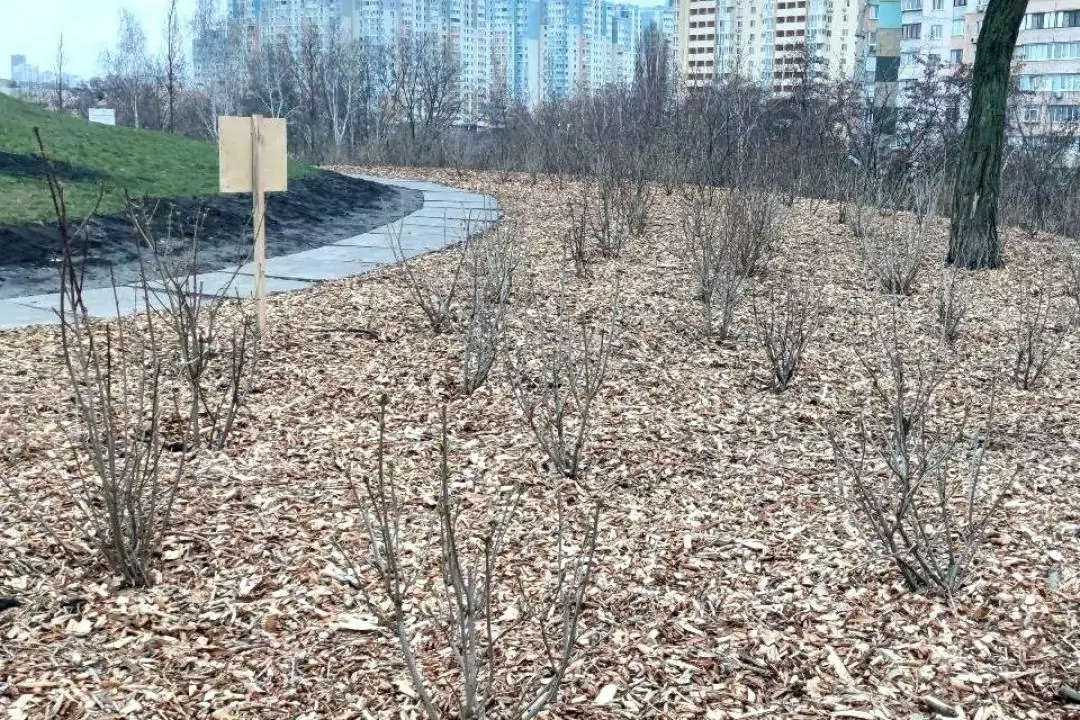 На Мостицькому масиві висадили сад бузку