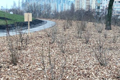 На Мостицькому масиві висадили сад бузку