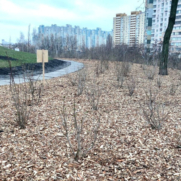 На Мостицькому масиві висадили сад бузку