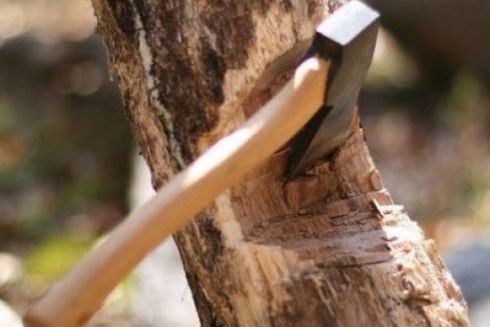 Київська компанія відшкодує пів мільйона гривень за вирубані в Голосіївському районі дерева