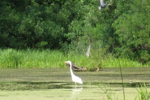 В урочищі Горбачиха замість заказника хочуть збудувати офіс із паркінгом: подробиці
