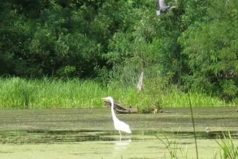В урочищі Горбачиха замість заказника хочуть збудувати офіс із паркінгом: подробиці