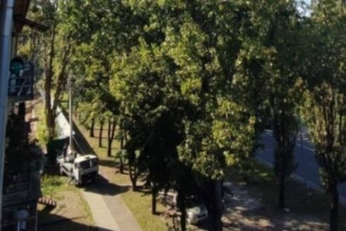 У Львові забудовник зрізав майже 50 дерев на місці будівництва нового ЖК