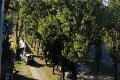 У Львові забудовник зрізав майже 50 дерев на місці будівництва нового ЖК