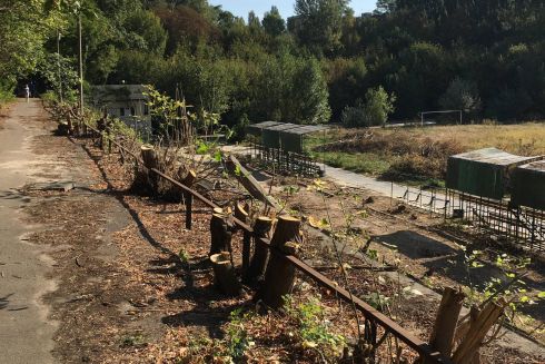 Біля стадіону на Грушевського вирубали дерева