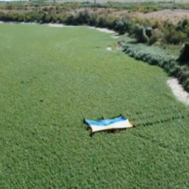 Дно Каховського водосховища заростає вербами і тополями: яка причина