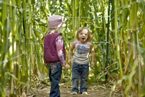 В Киеве откроют агропарк с лабиринтом в кукурузном поле