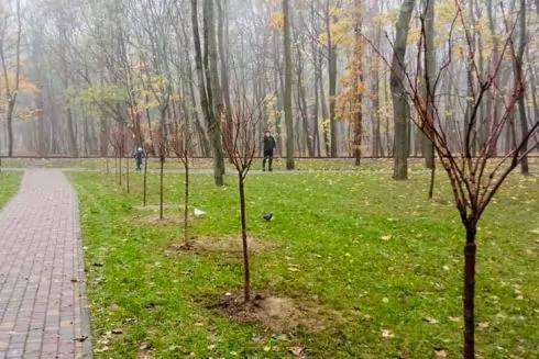 В Сырецком парке появилась аллея сакур