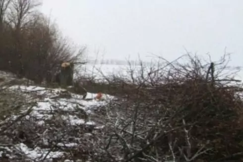 На Київщині незаконно зрубали 348 дерев на понад 2,4 млн грн