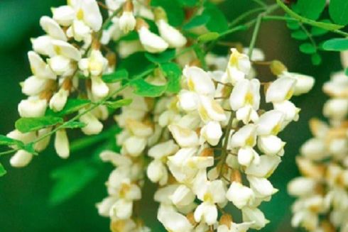 На Солом'янці висадили гіпоалергенні акації