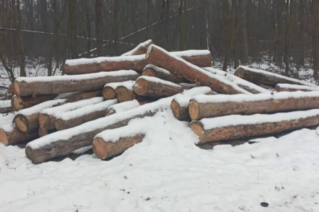 У заповідній зоні під Гостомелем вирубали дерева