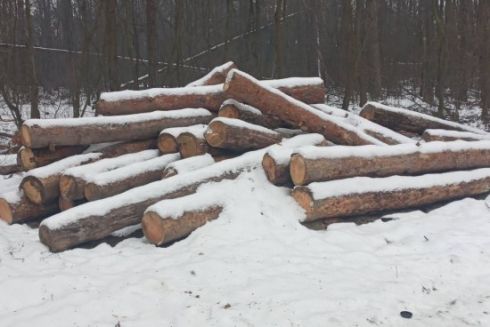 У заповідній зоні під Гостомелем вирубали дерева