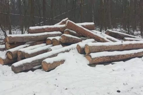 У заповідній зоні під Гостомелем вирубали дерева