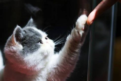 На Воздвиженці з'явився центр кототерапії