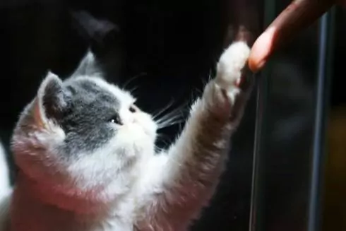 На Воздвиженці з'явився центр кототерапії