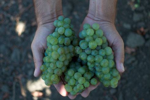 Українські виноробні, на які варто поїхати на екскурсію цієї осені