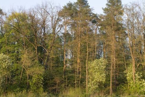 Земельну ділянку біля Біличанського лісу повернули Києву