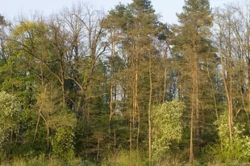 Земельну ділянку біля Біличанського лісу повернули Києву