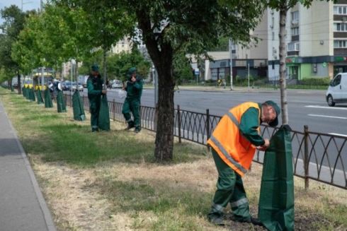 У Києві продовжують встановлювати торби для поливу дерев: де вони вже є
