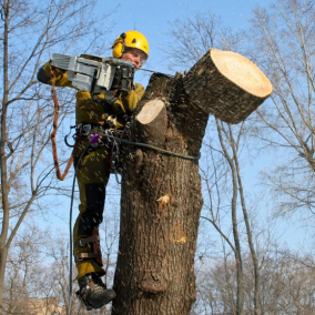 В Киеве запретили обрезать деревья