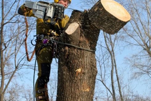 В Киеве запретили обрезать деревья