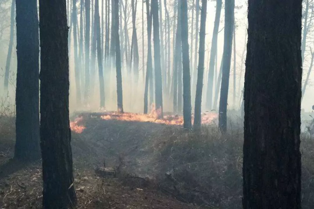У Києві горів Голосіївський парк. Постраждали тварини
