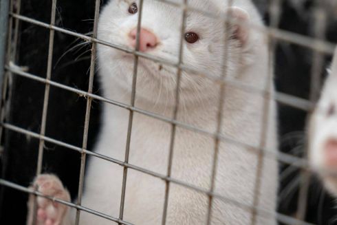 ХутроOff сняли документальный фильм об украинских меховых фермах: видео