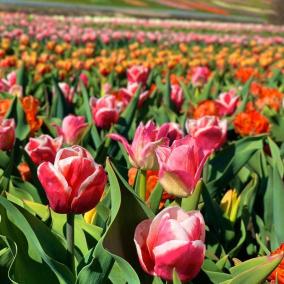 В парке под Киевом зацвел миллион тюльпанов