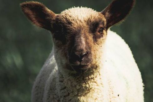 Аэропорт Брюсселя использует овец вместо газонокосилок