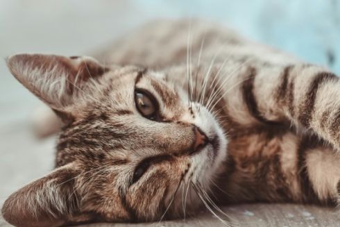 На Київщині збудують притулок для котів, врятованих із зони бойових дій