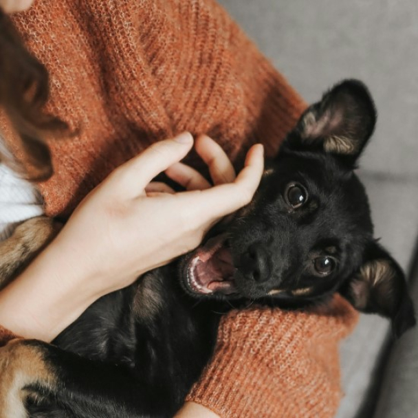 Відтепер у застосунку “Київ Цифровий” можна знайти собаку або кота з притулку