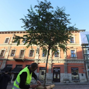 Во Львове высадят деревья на наиболее проблемных участках города