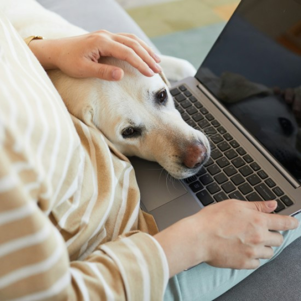 UAnimals запустили платформу з лекціями за донат: усі внески підуть на порятунок тварин