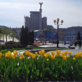 В центре Киева расцветут 115 тысяч тюльпанов из Нидерландов